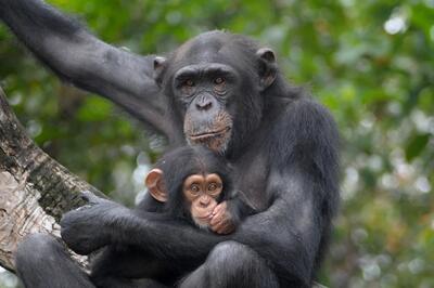 پژوهشگران: شامپانزه‌ها با گیاهان دارویی خود را درمان می‌کنند