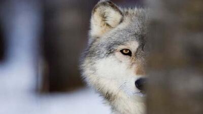 عکس کم‌نظیر از شکار یک گرگ خاکستری