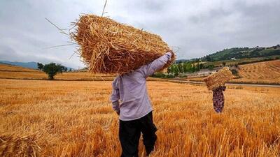 احتمال برداشت ۳۳۰ هزار تن گندم از مزارع استان