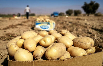 کاهش بازارهای صادراتی سیب‌زمینی با تصمیمات نادرست وزارت صمت
