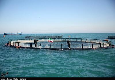 تولید ماهی پرورشی در بوشهر به 11 هزار تن رسید - تسنیم
