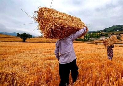خرید 336 هزار تن گندم تضمینی در فارس - تسنیم