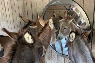 (فیلم) واکنش دیدنی حیوانات به دیدن خودشون در آینه