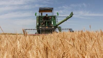 ۱۹۵ میلیارد تومان، ارزش گندم خریداری شده از کشاورزان خراسان جنوبی