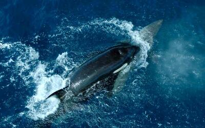 (ویدئو) نهنگ قاتل با ضربه‌ای مرگبار کوسه سفید را شکست داد!