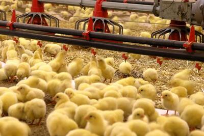 جوجه‌ریزی در واحدهای پرورش مرغ قزوین ۳۷ درصد افزایش یافت