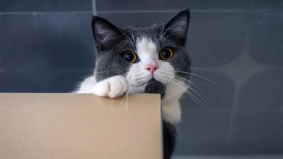 چرا گربه‌ها عاشق جعبه و کارتن هستند؟