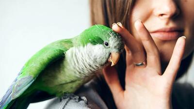 5 بیماری‌ مشترک بین پرندگان و انسان‌