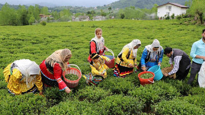 پول چایکاران هر هفته پرداخت می شود / سازمان چای کشور از واریز مطالبات کشاورزان سود، درآمد و منافعی ندارد