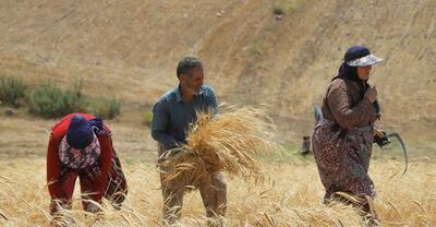 پیش بینی تولید ۱.۲ میلیون تن گندم در کردستان|نظارت ها بر مراکز خرید تشدید می شود