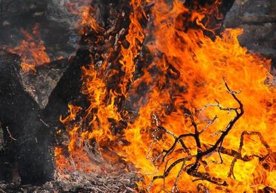 17 نفر برای آتش سوزی های جنگل های لرستان دستگیر می‌شوند - تسنیم