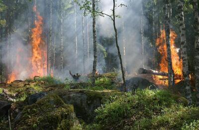 ۱۷ نفر جنگل های لرستان را آتش زدند؟