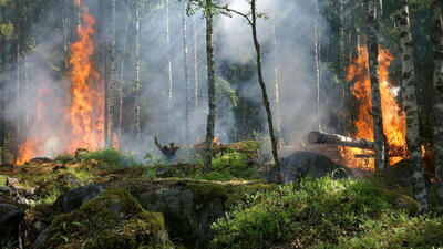 ۱۷ نفر جنگل های لرستان را آتش زدند؟