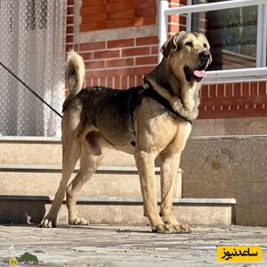 سگ «پِژدَر» یا چوپان آشوری؛ سگ ایرانی 90 کیلویی با 5هزار سال قدمت+ عکس