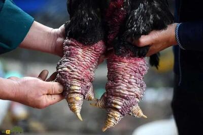 این مرغ گوشت پاهایش ۱۲۰ میلیون تومان قیمت دارد!