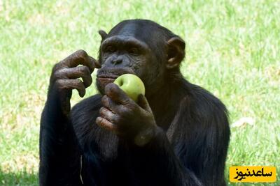 قدردانی یک شامپانزه از عکاس فرانسوی پس از کمک گرفتن برای نوشیدن آب+ویدیو