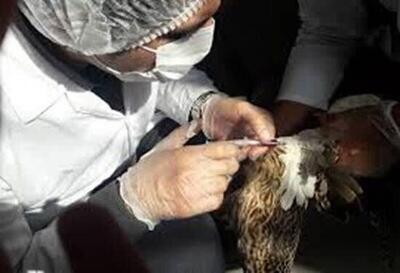 اجرای طرح ملی پایش سرمی آنفلوانزای فوق حاد پرندگان در واحد های روستایی کهگیلویه وبویراحمد