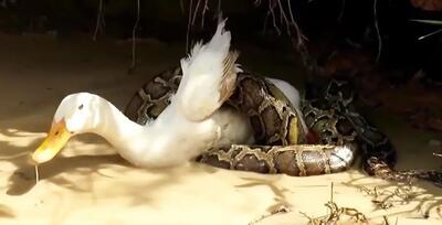 سرنوشت اردکی که در چنگ مار سیاه گرفتار شده است+ فیلم