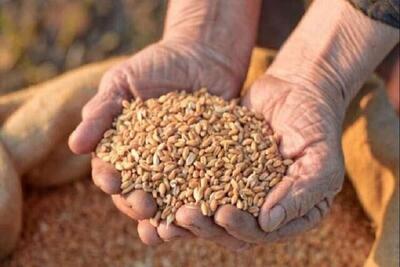 خرید تضمینی گندم در خراسان شمالی از مرز ۷۰۰۰ تن گذشت