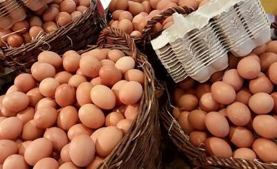 صادرات تخم مرغ افزایش یافت