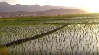 جلوه گری مزارع برنج در دل طبیعت لردگان + فیلم