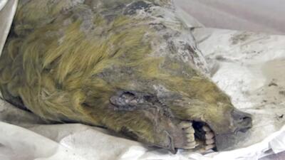 کالبد شکافی جسد گرگ ۴۴ هزار ساله در روسیه