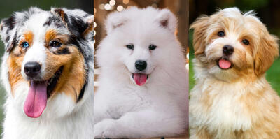 10 نژاد سگ پشمالو که برای نوازش کردن عالی هستند! - روزیاتو