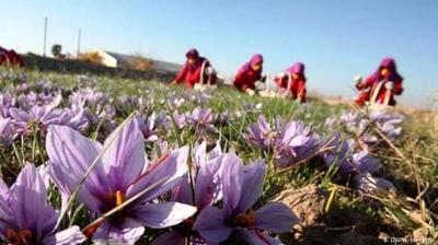 زعفران ایرانی؛ به نام ما به کام خارجی‌‌‌ها