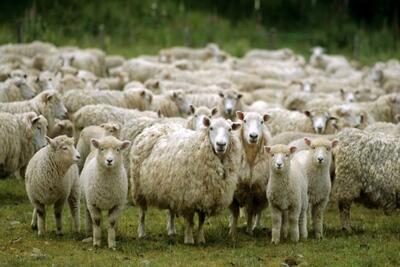 قیمت امروز گوسفند زنده اعلام شد/هر کیلو چند؟