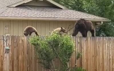 (ویدئو) لحظه عبور خانواده خرس از روی حصار بین دو خانه