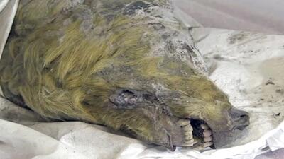 کالبد شکافی جسد یک گرگ با قدمتی در حدود ۴۴ هزار سال + تصویر