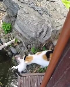 افتادن بچه گربه داخل استخر پر از ماهی / مادرش نجاتش داد