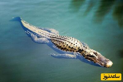 حظات ترسناک از تعقیب و گریز شناگر توسط تمساح در رودخانه +فیلم
