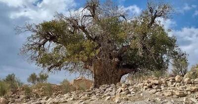 9 درخت کهنسال فارس ثبت ملی شدند - تسنیم