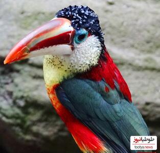 (تصاویر) شگفت انگیزترین پرندگان نایاب جهان  با خاصترین ظاهر و رنگ هایی که شبیهشان را نمیتوان یافت