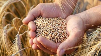 خرید ۱۶۵ هزار تن گندم از کشاورزان لرستانی