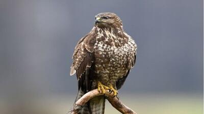 رهاسازی پرنده شکاری «سارگپه» در منطقه حفاظت شده کرکس نطنز