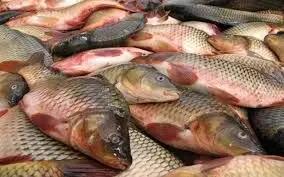 قیمت انواع ماهی ۱۰ تیر ۱۴۰۳+ جدول