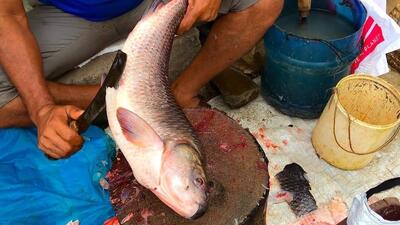 مهارت شگفت انگیز ماهی فروش هندی در برش زدن ماهی آمور غول پیکر (فیلم)