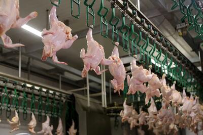 افزایش قیمت مرغ گوشتی/ در بازار دام و طیور چه می‌گذرد؟