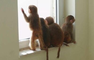 پشت‌پرده میل عجیب ایرانی‌ها به خرید بچه میمون!