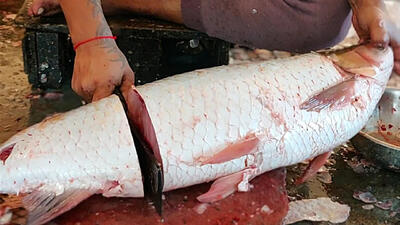 (ویدئو) مهارت شگفت انگیز ماهی فروش هندی در برش زدن ماهی آمور غول پیکر