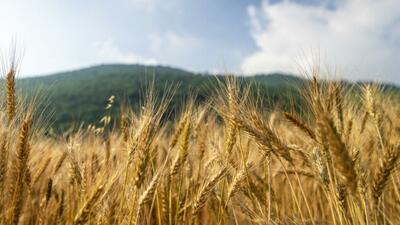 ۵.۵ تا ۶ میلیون تن گندم در دیم‌زارهای کشور تولید خواهند شد