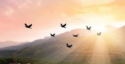 تعبیر خواب / پرواز پرندگان در آسمان چه تعبیری دارد؟