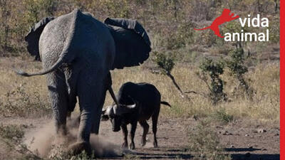 ویدیویی ببینید از حمله بچه گاومیش به فیل غول پیکر - مه ویدیو