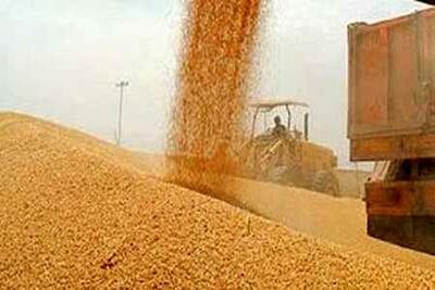 خریداری ۲۳ هزار تن گندم در کرمانشاه