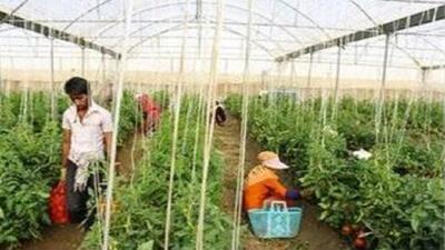 عباس‌آباد مازندران قطب گردشگری کشاورزی می‌شود