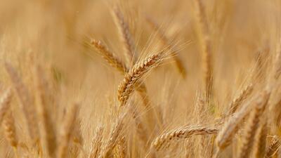 پیش‌بینی تولید ۶ میلیون تن گندم در دیمزار‌های کشور