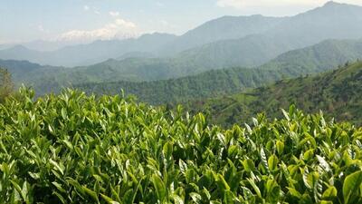 پیش بینی برداشت ۴۰ هزار تن برگ سبز چای در چین تابستانه