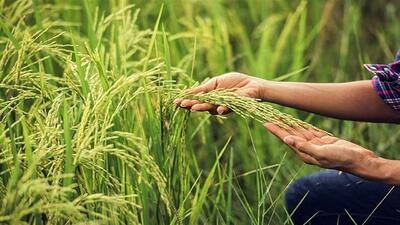 خودنمایی خوشه‌های برنج در مزارع روستای سنگرودپی + فیلم